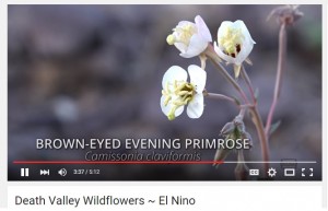 death valley wildflowers