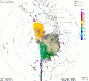 mass birds on radar