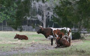 Florida cracker cattle. Source: Dudley Farm Paint Out 29