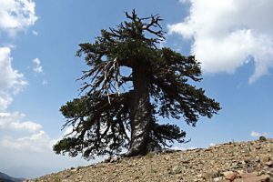 oldest tree in europe