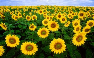 sunflower field nd