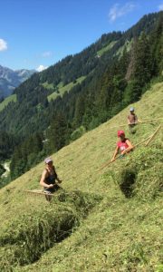 wild-hay-switzerland