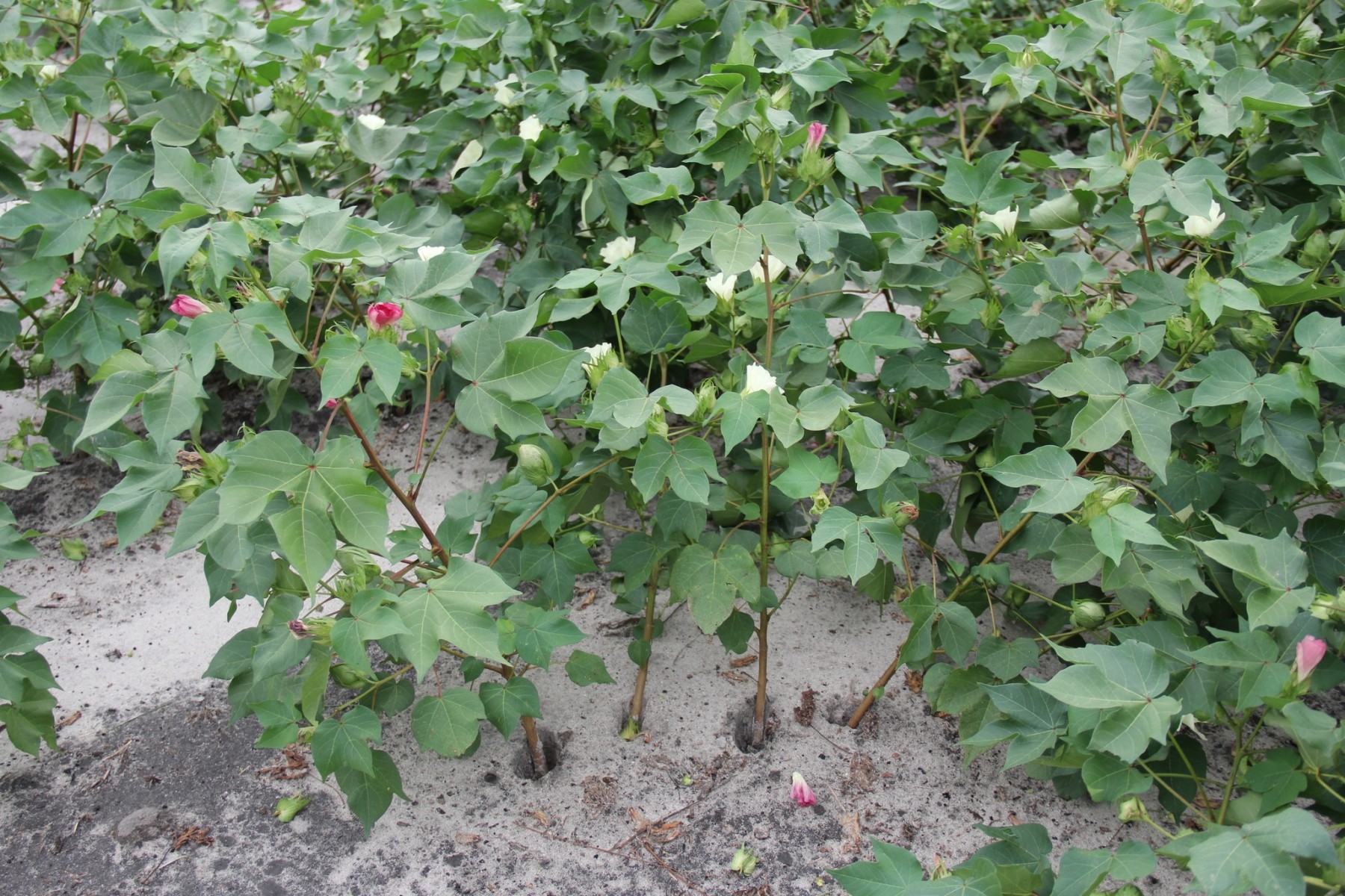 More Stories About Hurricane Idalia Damage Climate And Agriculture In 