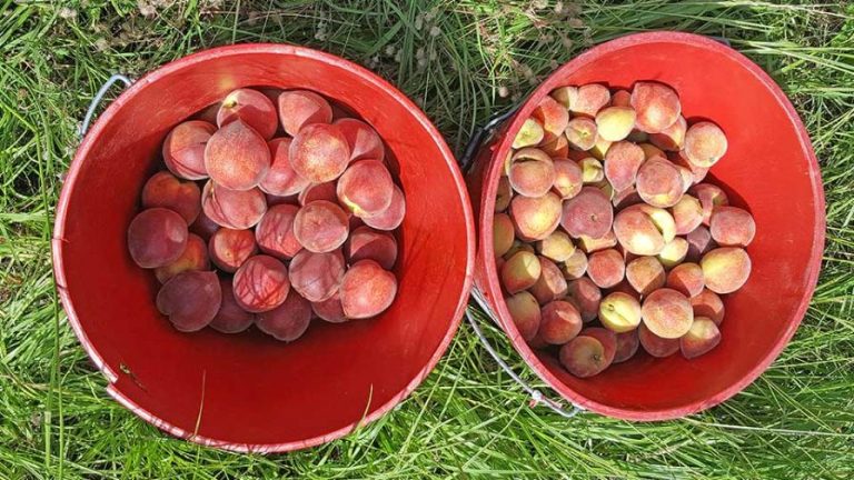 Navigating The Ups And Downs Of Peach Production In The Southeast U S july-2023-so-far-is-hotter-than-normal-with-variable-rainfall-climate
