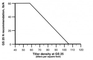 wheat tillers