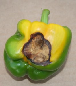 blossom end rot on pepper