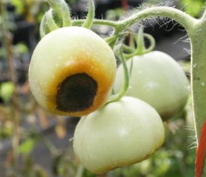 blossom end rot on tomato