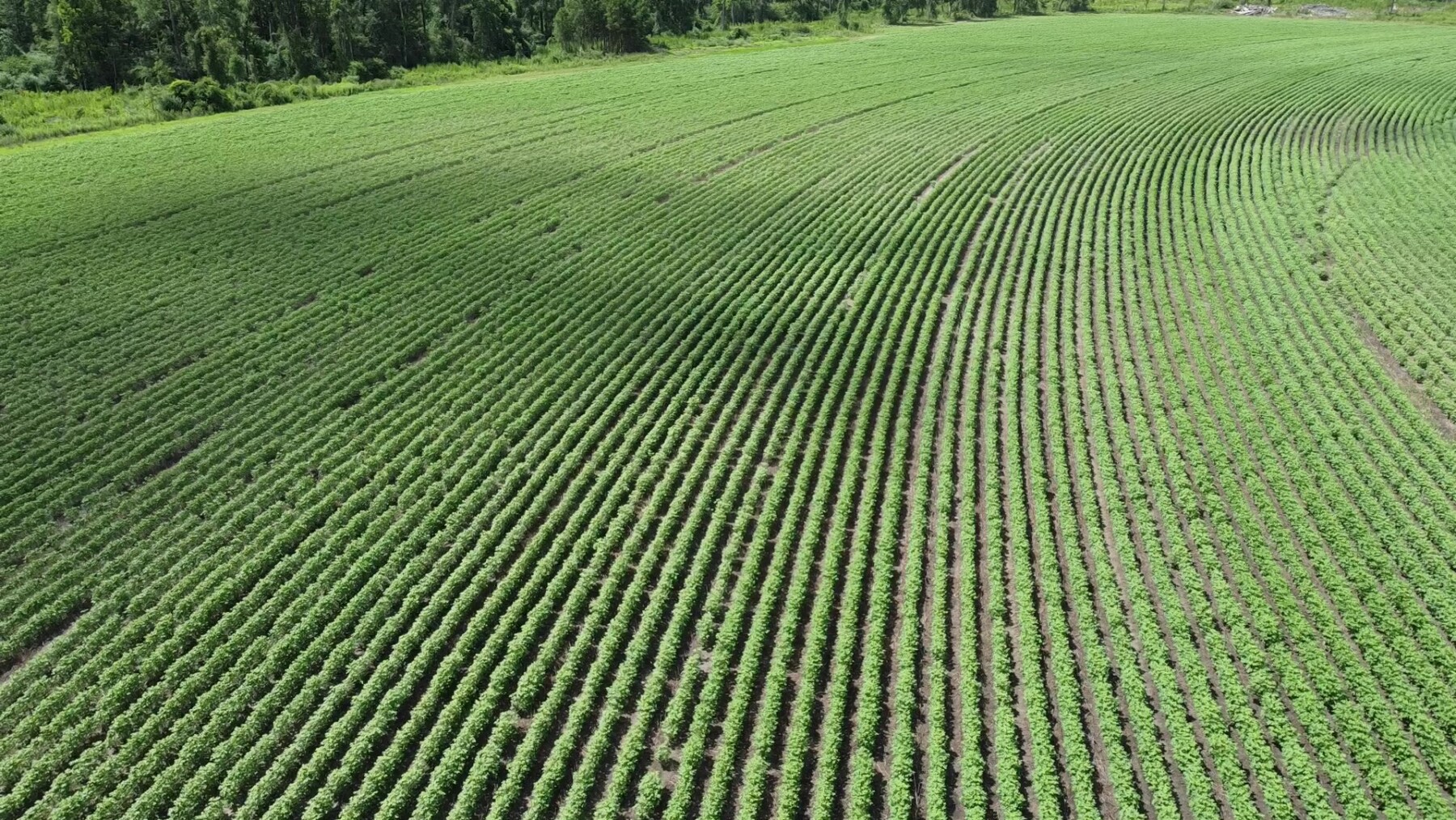 Colquitt County Ag Report