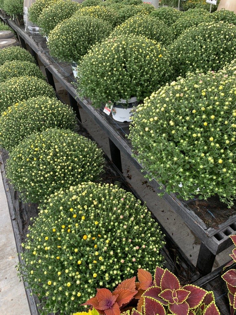 Chrysanthemums, Mums