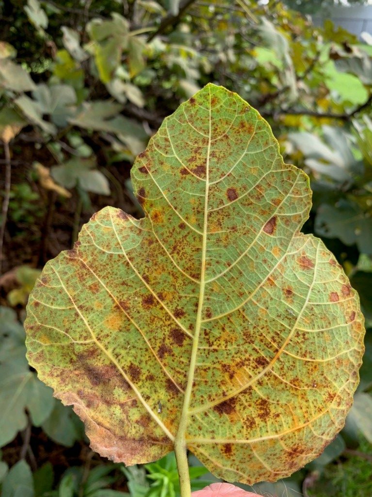 Why Are My Citrus Tree Leaves Turning Yellow and Dropping?