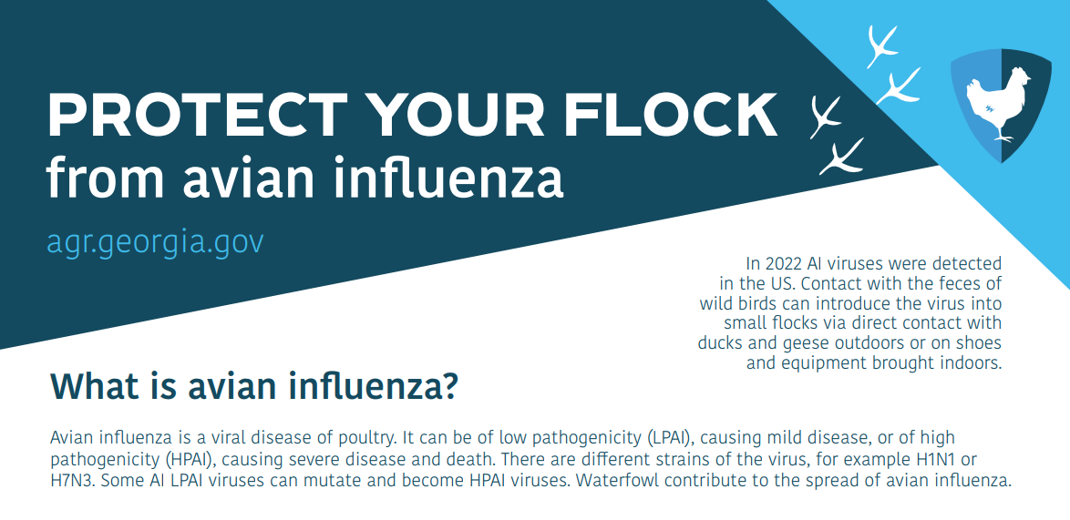 USDA Confirms Highly Pathogenic Avian Influenza in Georgia | What’s the ...