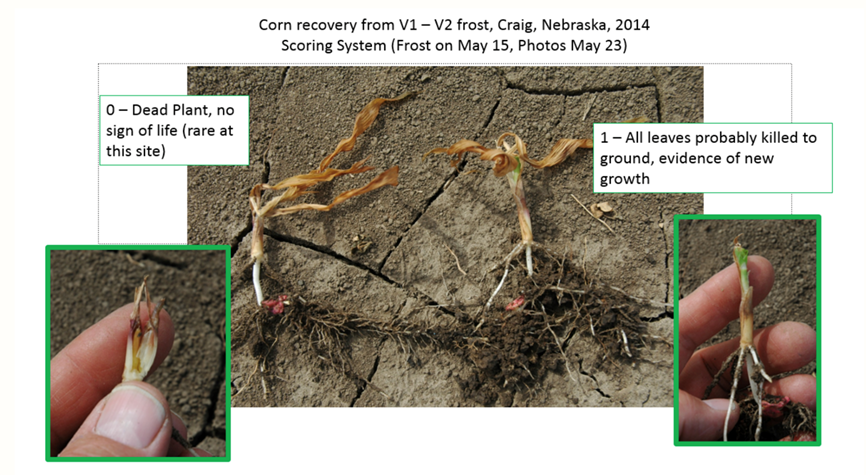 Image showing cold effects on corn seedlings.  Left image shows too much injury. Right injury shows corn that will recover. 