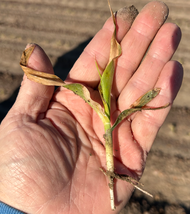 Corn seedling showing foliar frost injury.