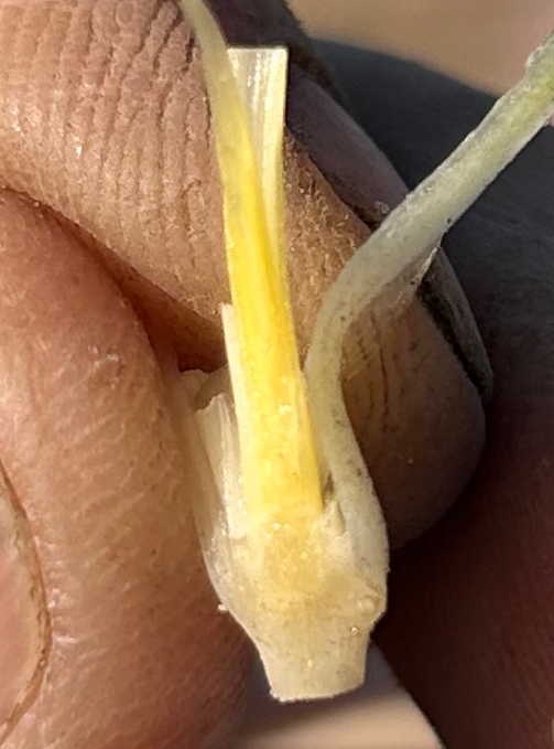 Corn seedling showing frost injury but will survive.