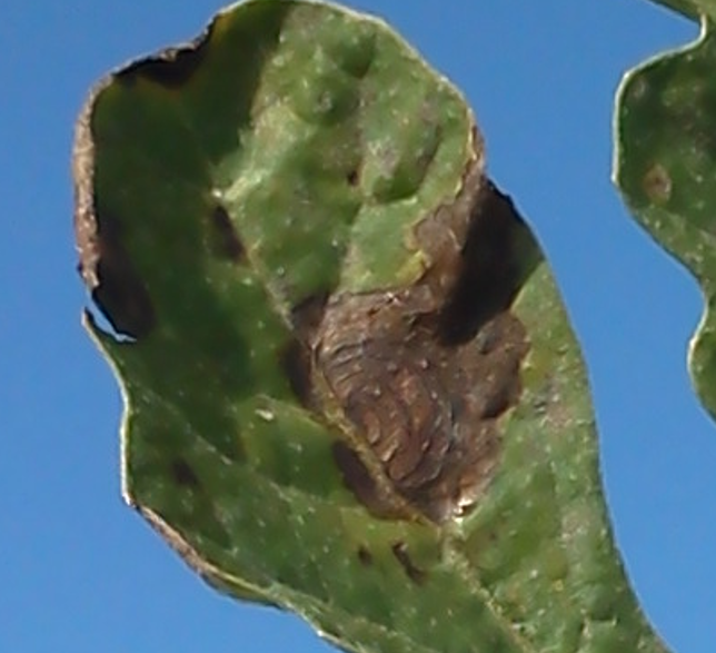 Image showing watermelon gummy stem blight symptoms. 