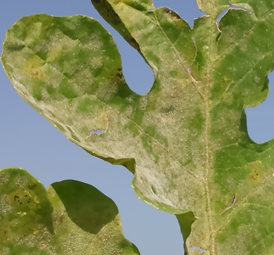 Image showing watermelon powdery mildew symptoms.