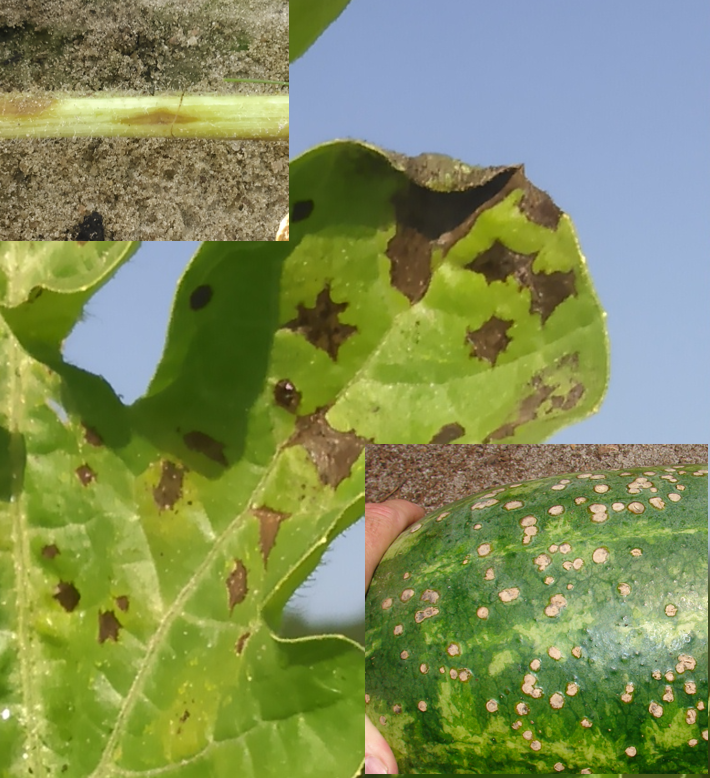 Image showing watermelon anthracnose symptoms.