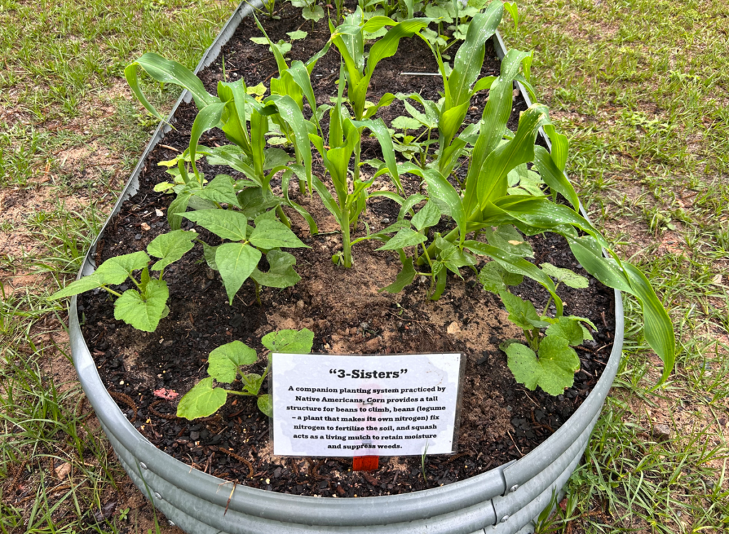 Image showing 4-H garden and companion planting with corn, squash and beans.