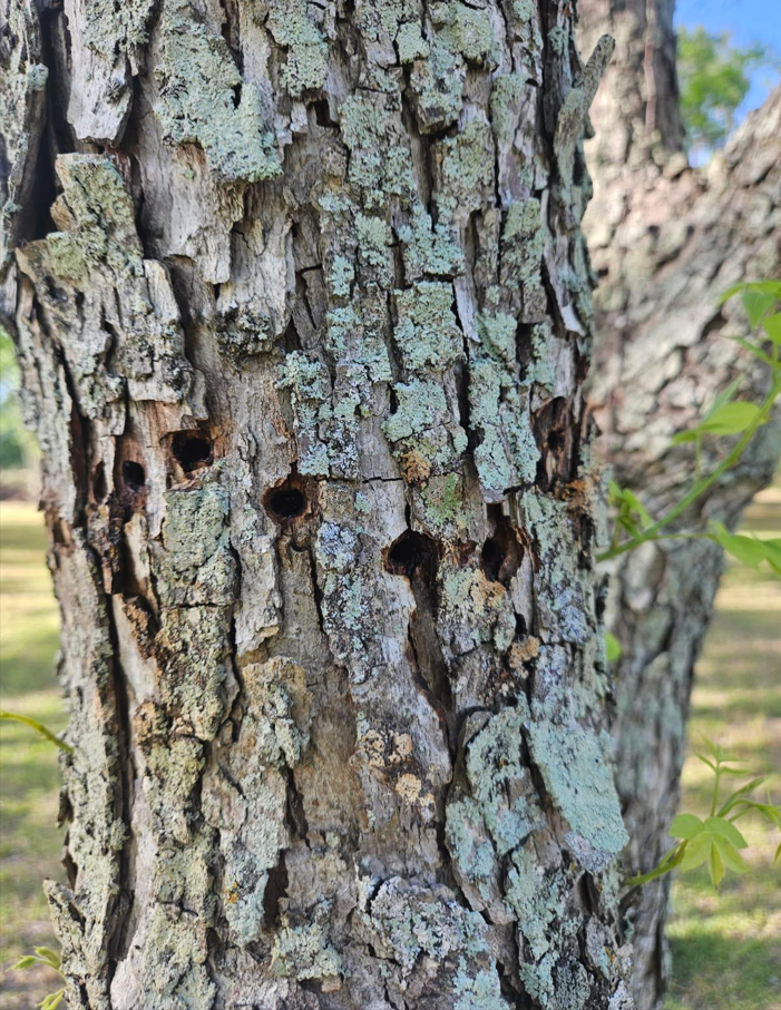 Image showing woodpecker injury on pecan tree. 