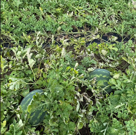Image showing watermelon downy mildew symptoms.