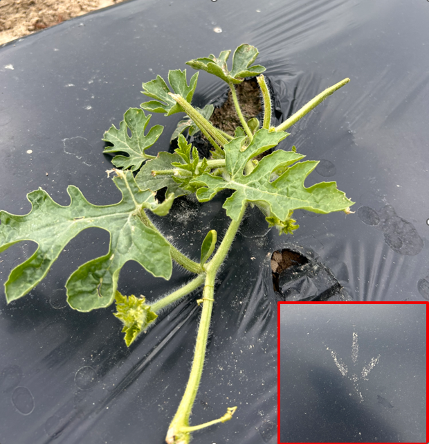 Image showing suspect deer damage in watermelon.