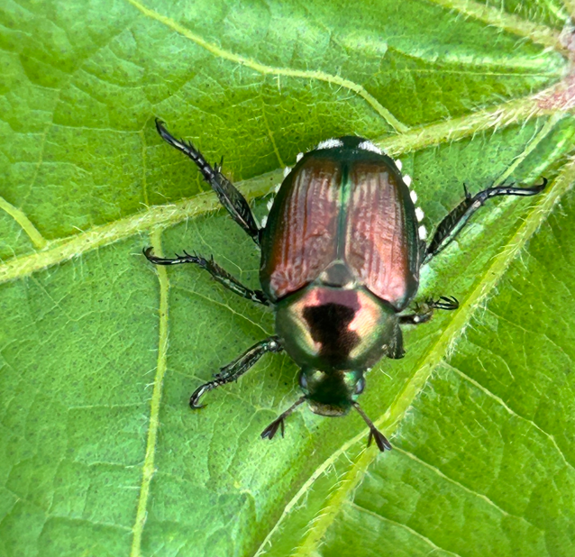 Image of Japanese beetle on leaf. 