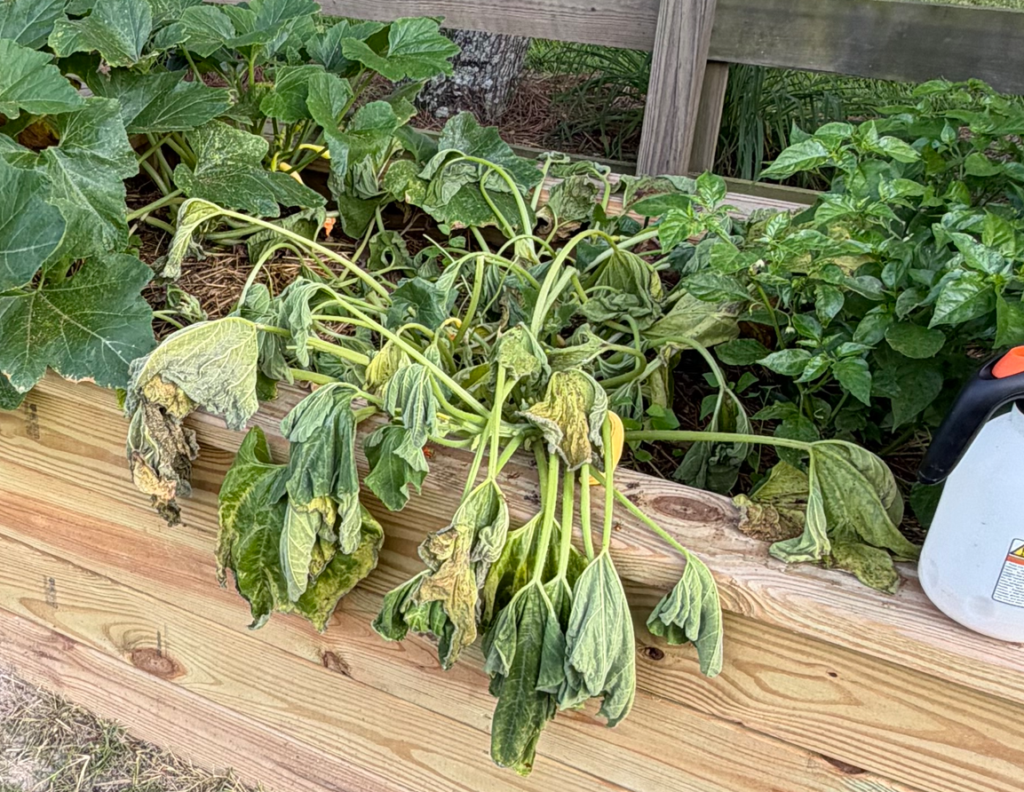 Image of dead squash plant affected by squash vine borer.