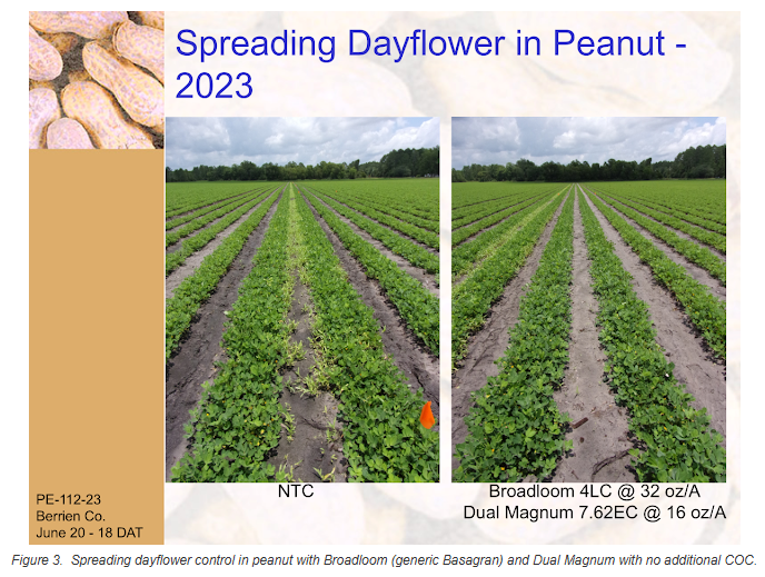 Spreading dayflower in peanut comparison among herbicide treatments.