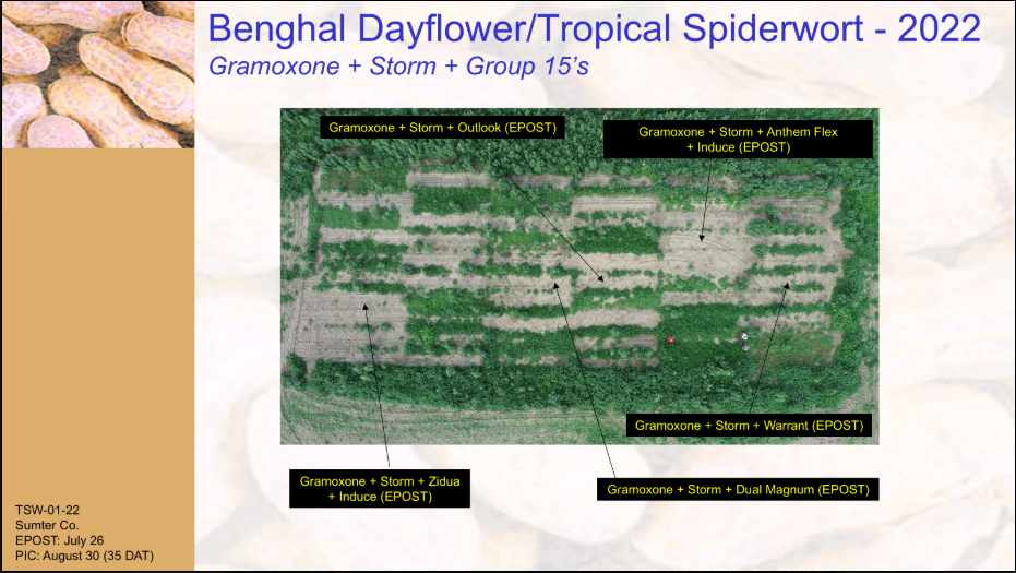 Herbicide results for spiderwort image.