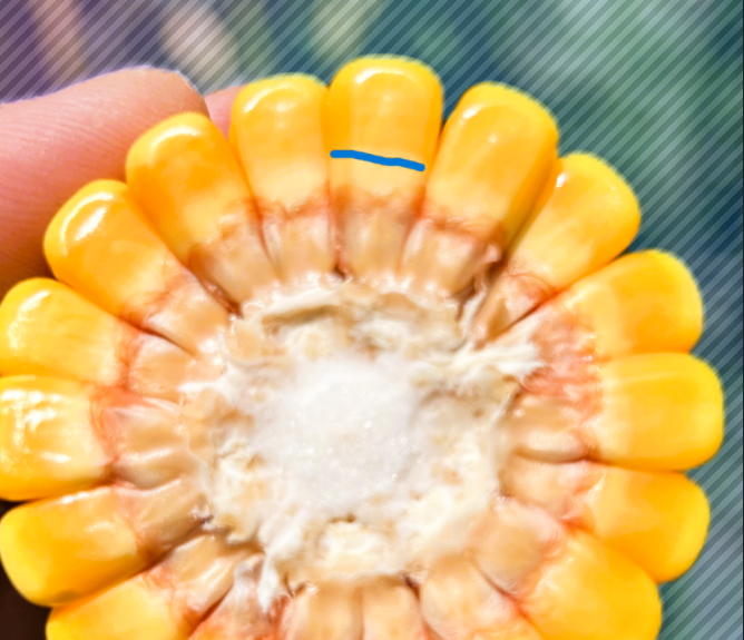 image of corn showing milk line.
