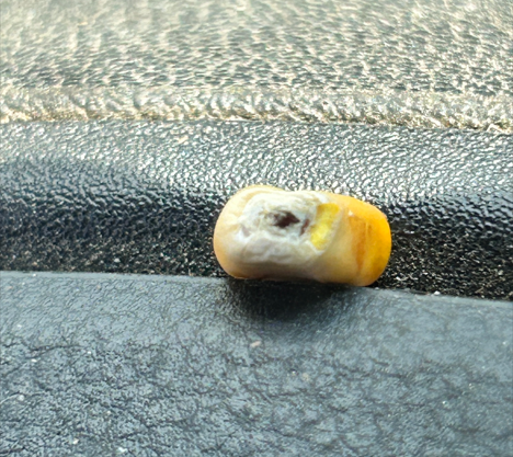 image of corn kernel showing black layer.