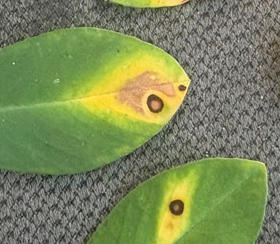 image of peanut leaf with spot that looks like chemical burn.