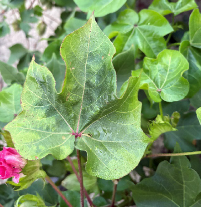 cotton plant affected by cotton jassid.