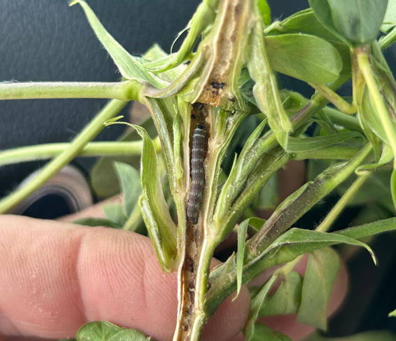 Lesser cornstalk borer in peanut stem.