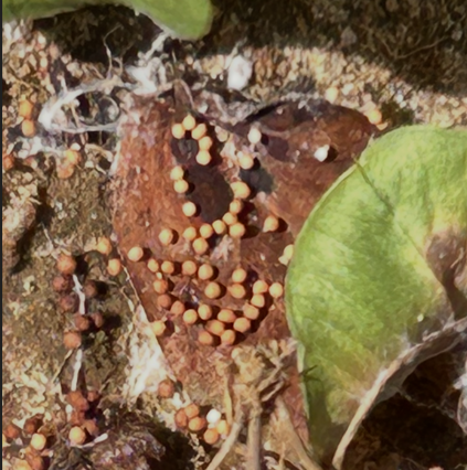 Closeup of white mold in peanut.
