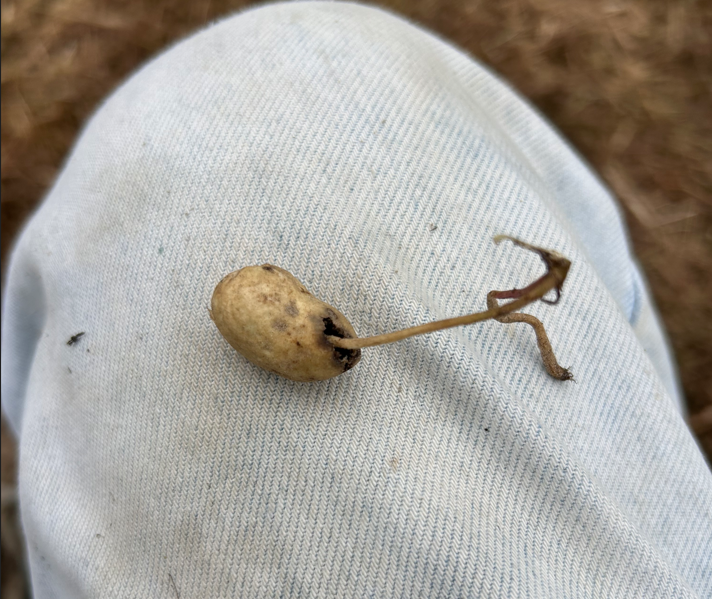 Image of peanut growing into another peanut.