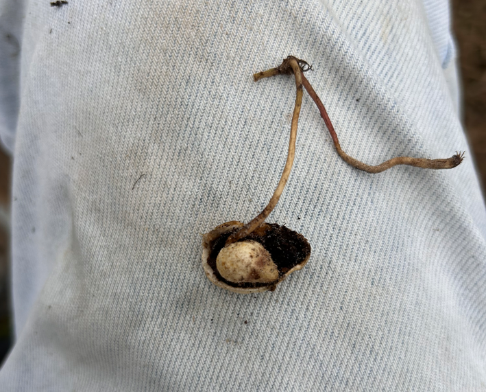 Image of peanut growing into another peanut.