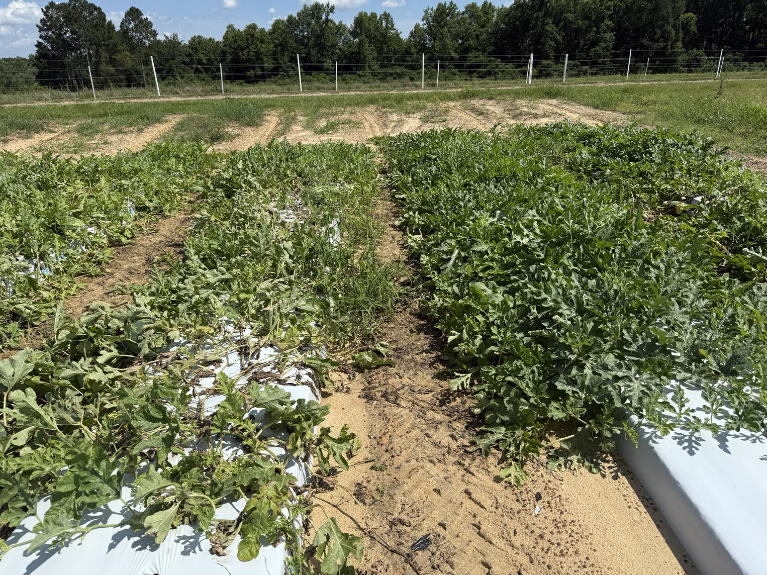 Watermelon field