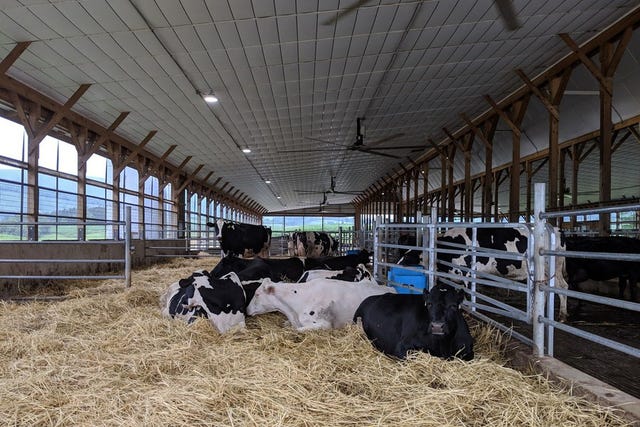 CREDIT: Penn State University. Dairy Cows Sitting In Barn on Straw
