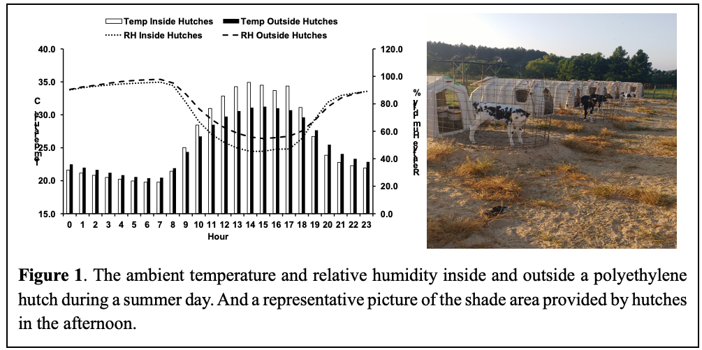 Left: bar graph showing ambient temperature and relative humidity inside and outside a polyethylene hutch during a summer day. Right: picture of holstein calves in hutches under shade