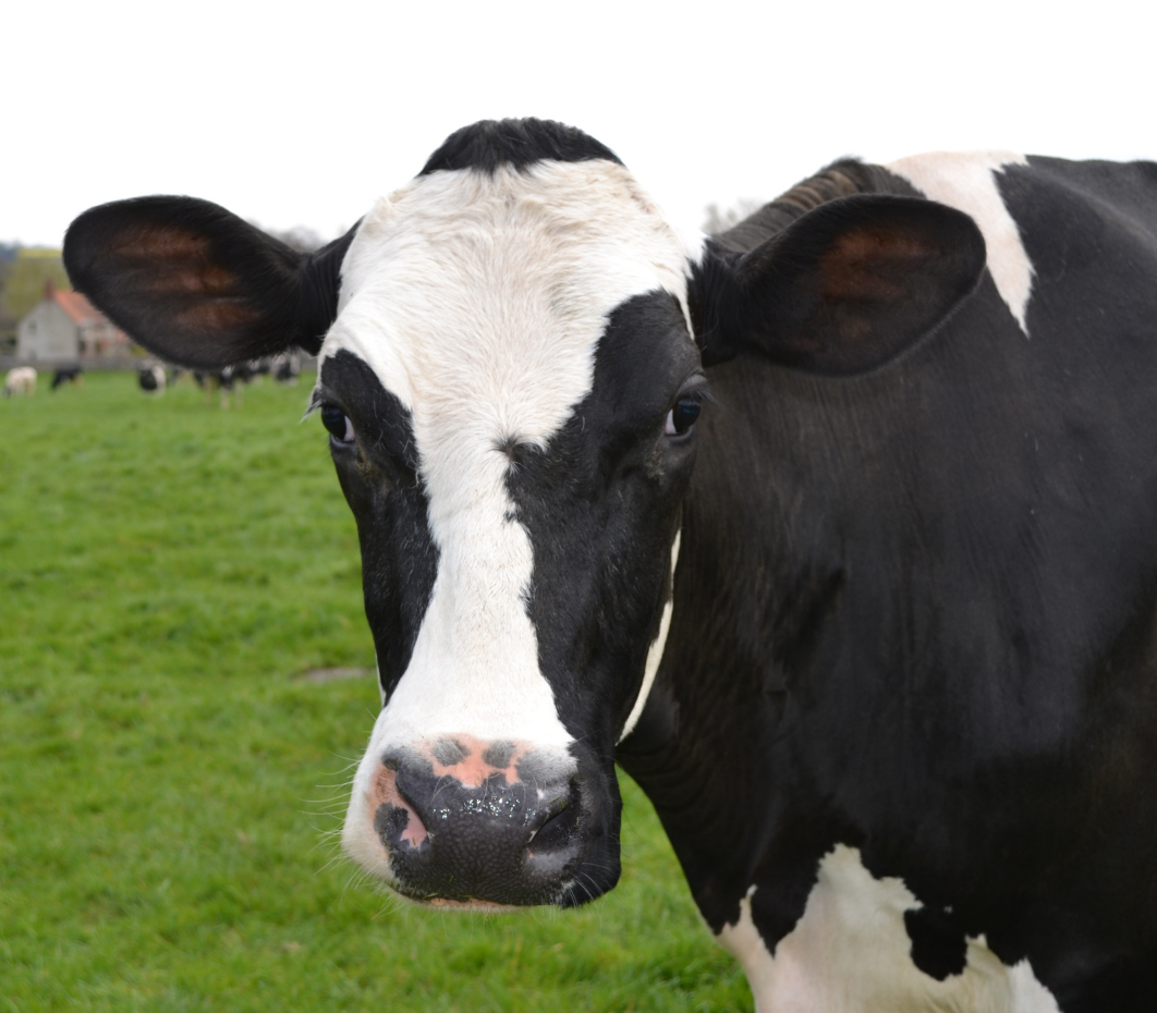 close up headshot of black and white holstein cow in grass pasture
