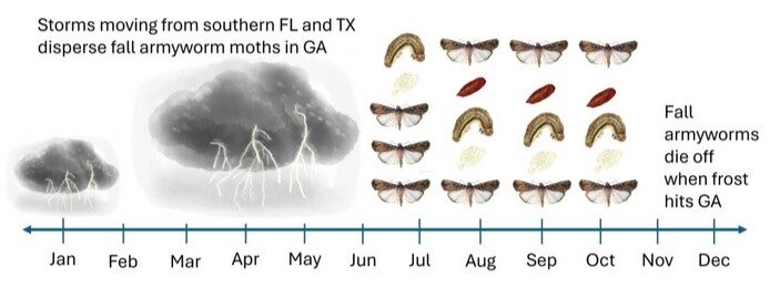 A timeline showing monthly fall armyworm incidence in Georgia from January to December. Storms moving from south Florida and Texas disperse fall armyworm moths in Georgia from January to May and Fall armyworms die off when frost hits Georgia in November to December.