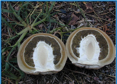 A stinkhorn mushroom cut in half.