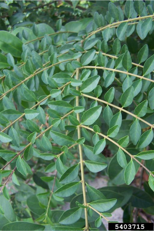 Chinese privet branch.