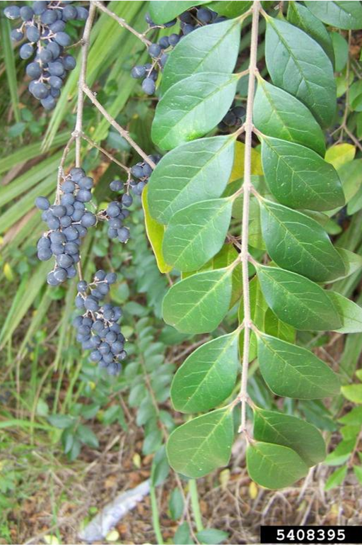 Chinese privet branch with dark blue berries.
