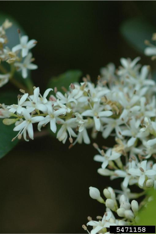 Small, white Chinese privet flowers