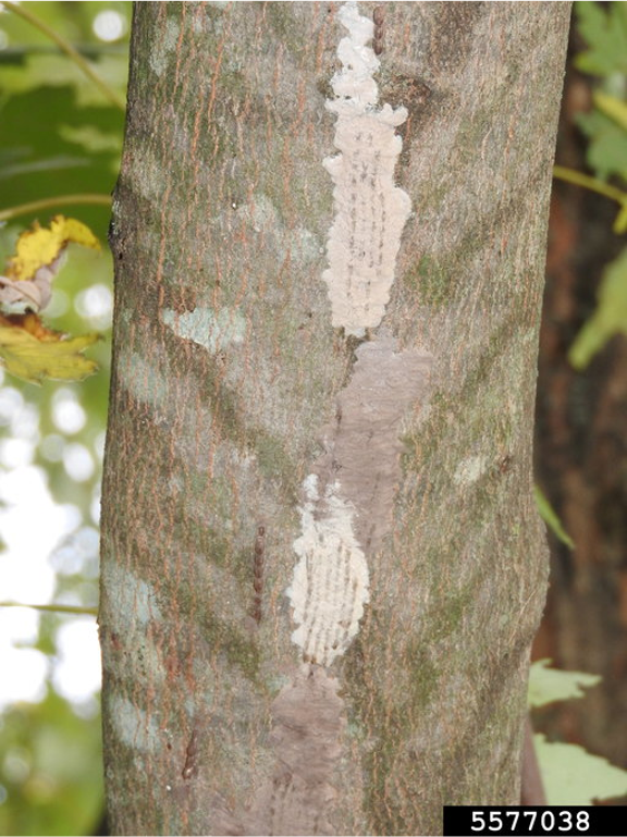Spotted lanternfly egg cases appearing as smooth, gray slabs on the side of a tree.