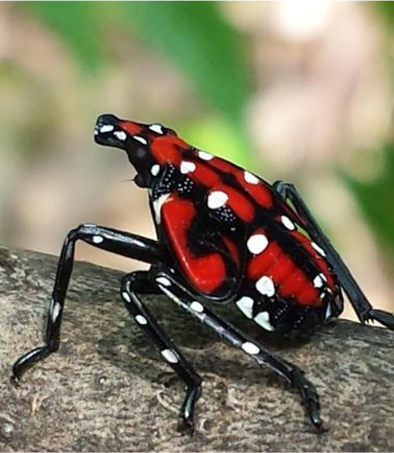 A spotted lanternfly juvenile appearing black and red with white spots.