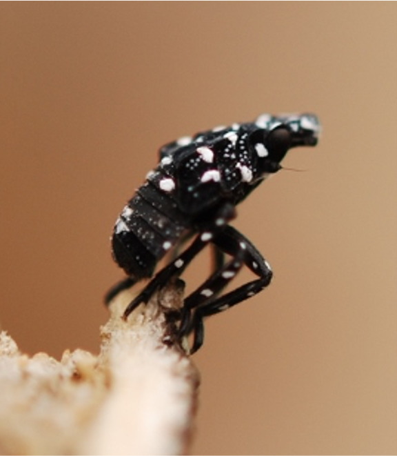 A spotted lanternfly juvenile appearing black with white spots.