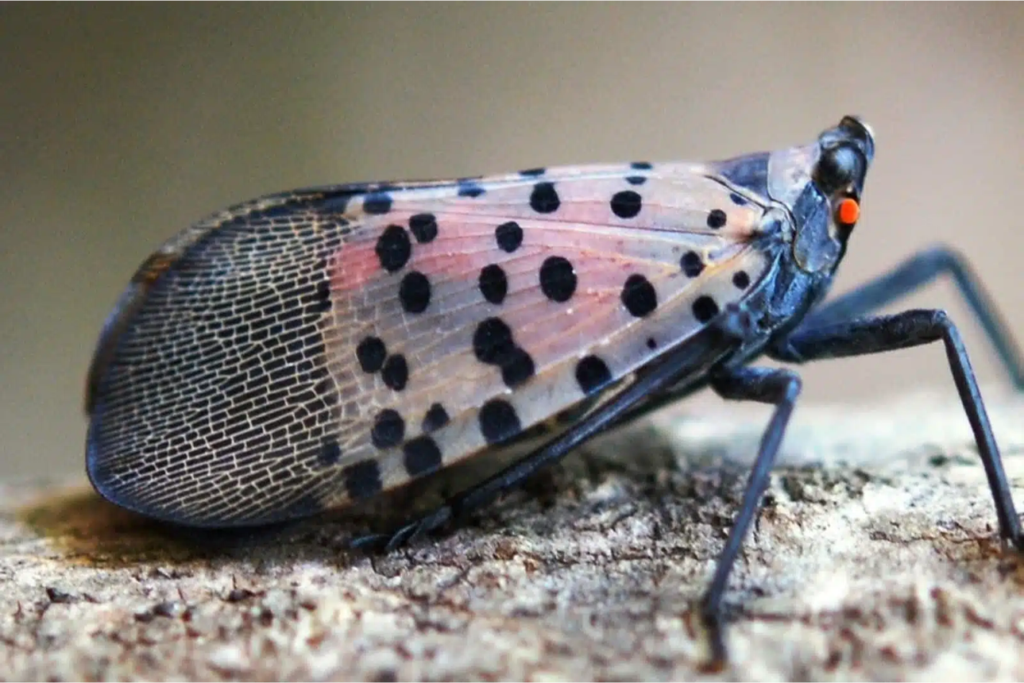 The lateral view of the side of an adult spotted lanternfly with its wings closed.